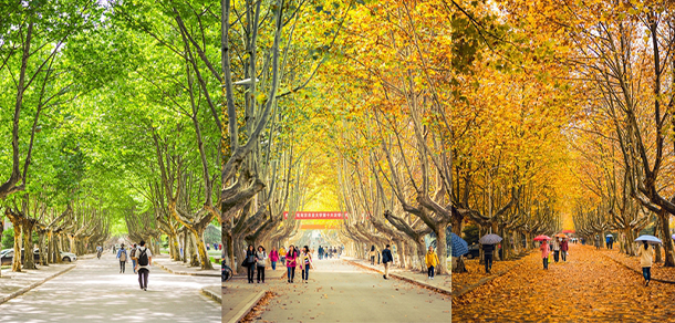 南京农业大学 - 最美大学