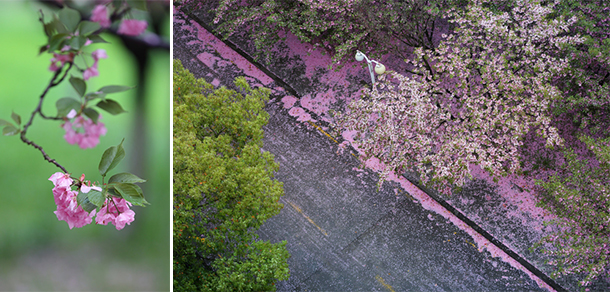 我的大學-大学志