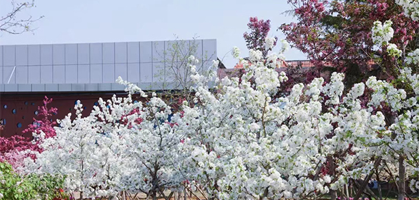 山东外国语职业技术大学 - 最美大学