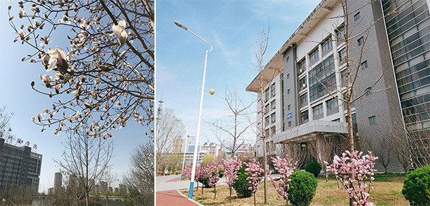 枣庄科技职业学院 - 最美大学