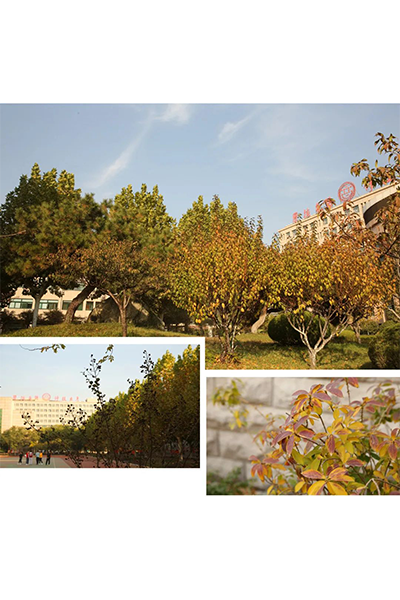 山东特殊教育职业学院