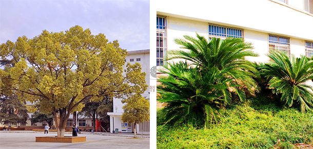荆州理工职业学院 - 最美大学
