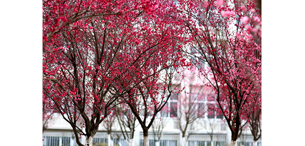湖北工业职业技术学院 - 红梅林