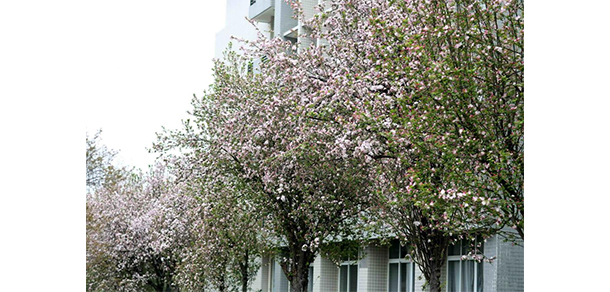 湖北工业职业技术学院 - 海棠里