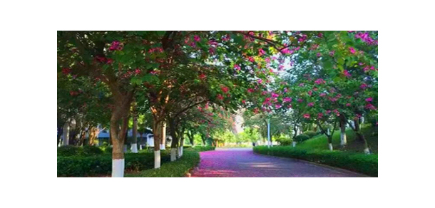 星海音乐学院-我的大學，我的流金歲月