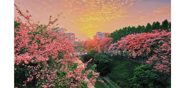 我的大學-大学志