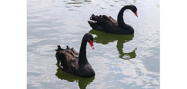 广东外语外贸大学南国商学院 - 最美大学