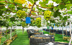 文化标识：校名题写 / 校徽设计