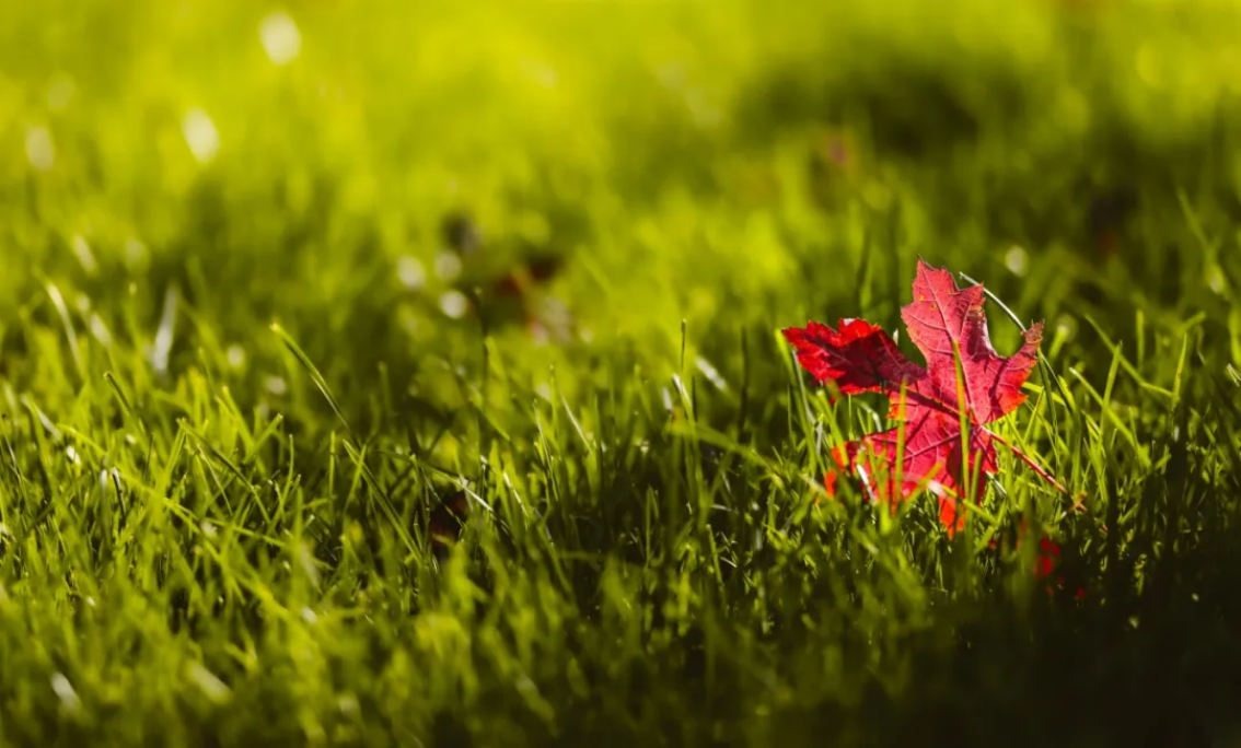 北金科十二时辰