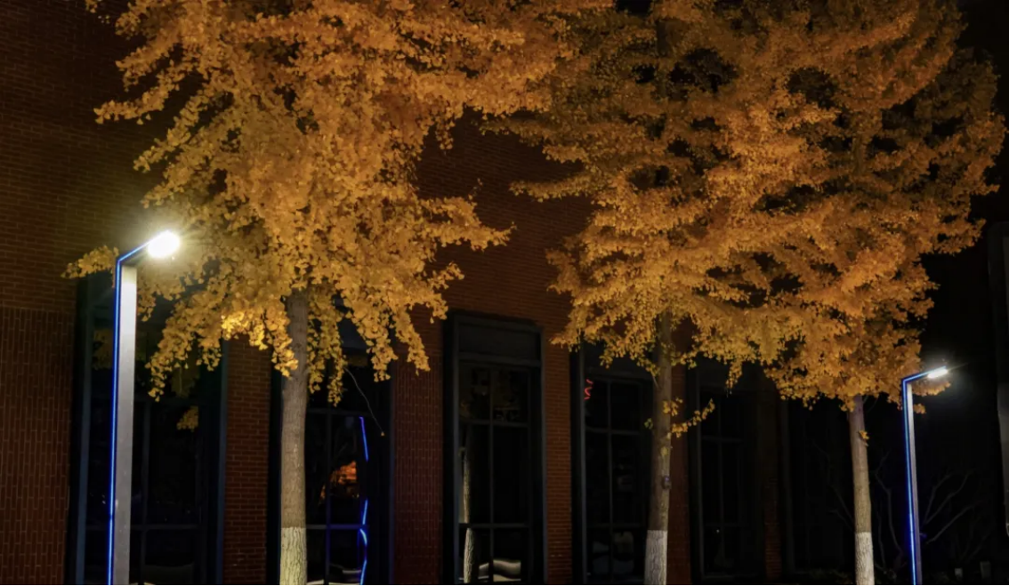 北金科十二时辰