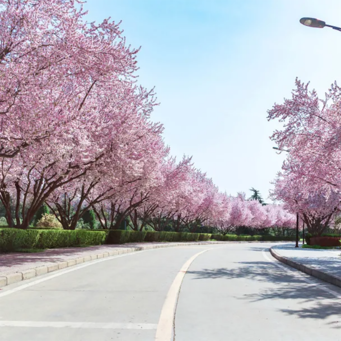 西安欧亚学院2024年高职分类考试招生章程