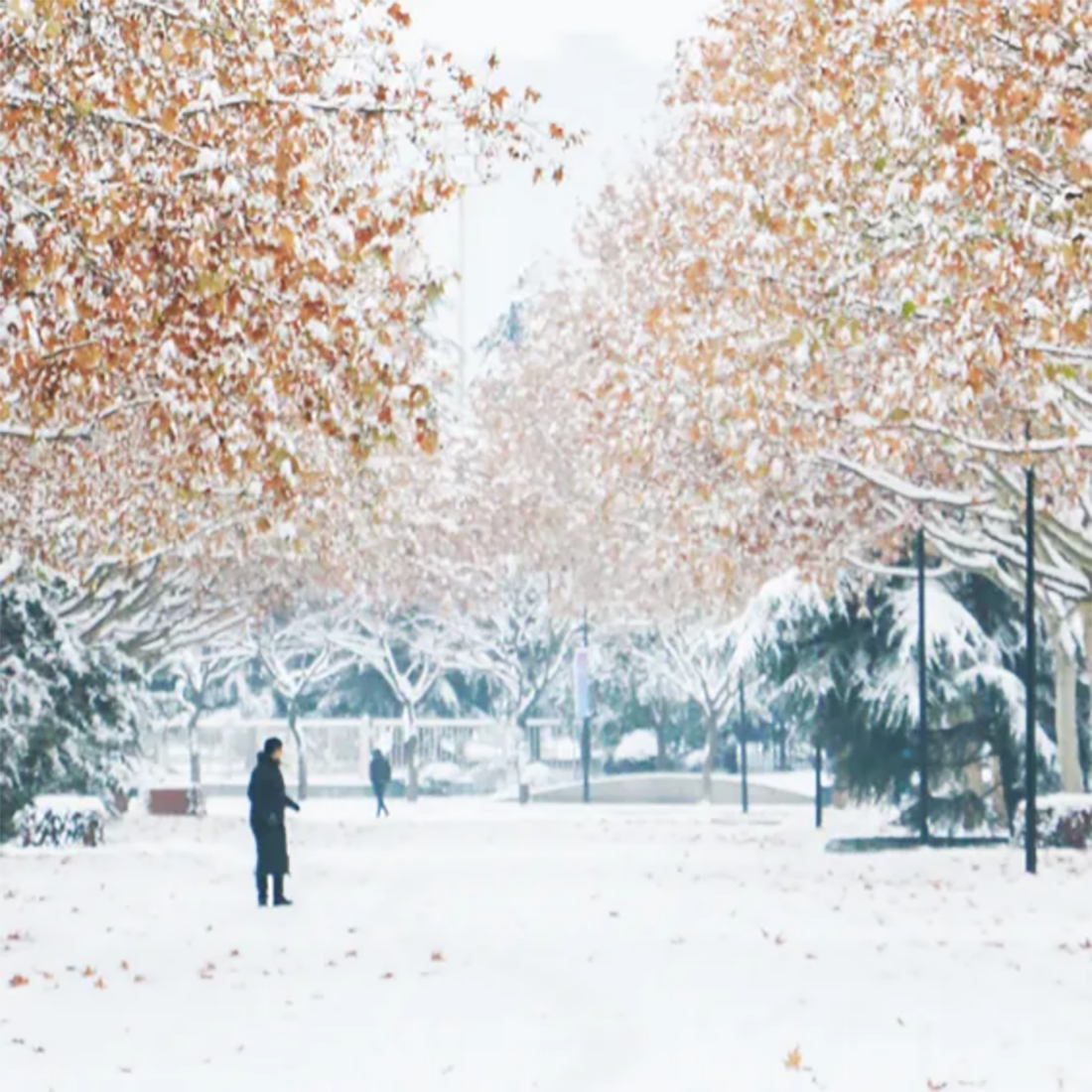 西安欧亚学院2024年高职分类考试招生章程