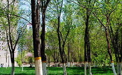新疆农业大学科学技术学院 - 我的大学