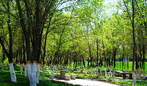 新疆农业大学科学技术学院-校园风光