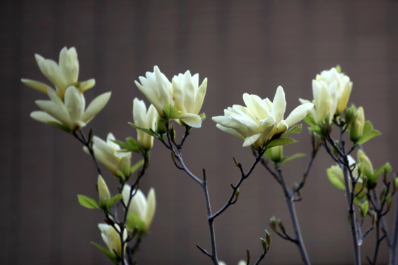 大连外国语大学校花
