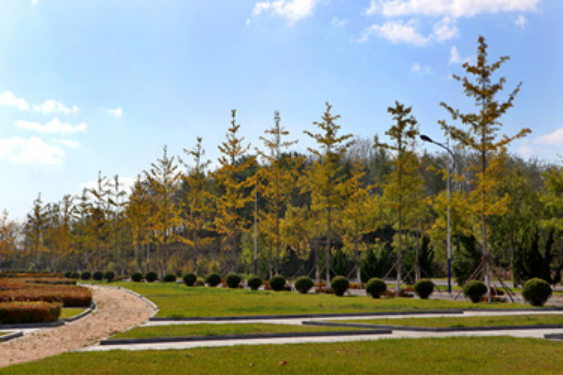 大连外国语大学校花