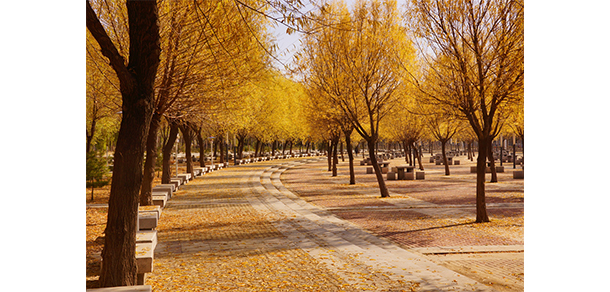 沈阳理工大学 - 最美大学