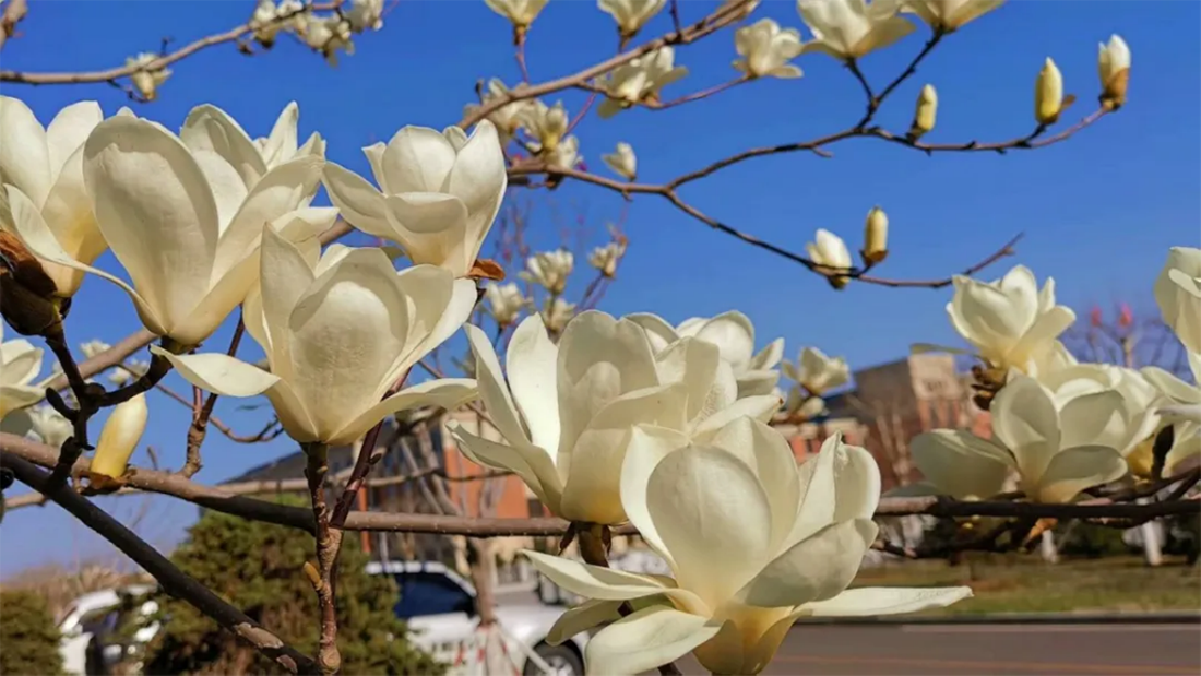 辽宁师范大学海华学院