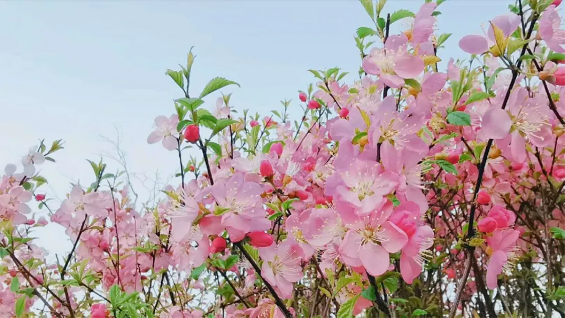辽宁师范大学海华学院